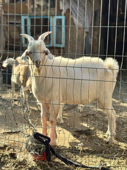 Цап случка кіз козел