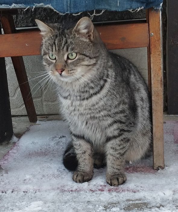 Безкоштовно котик