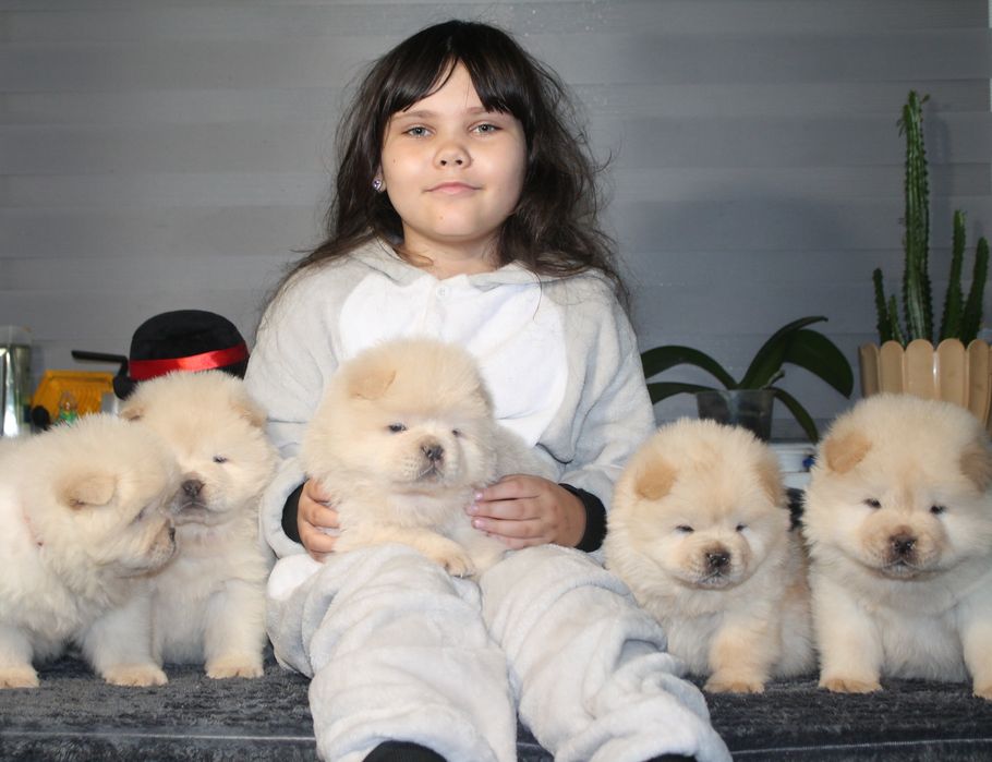 Хлопчики чау чау КСУ