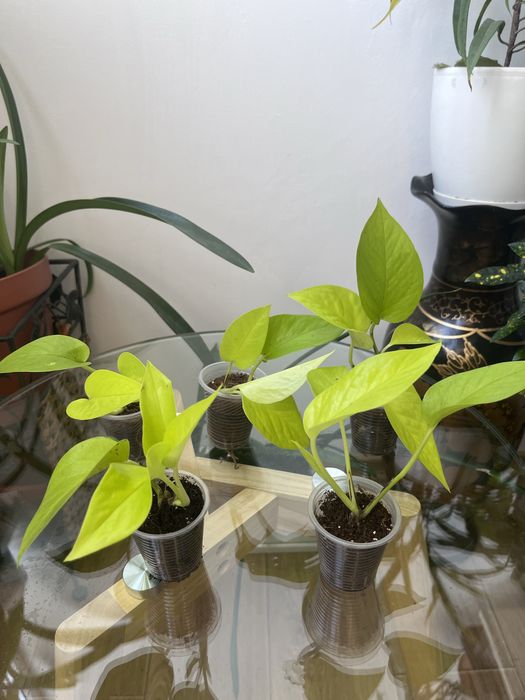 Сциндапсус епіпремнум Golden Pothos,