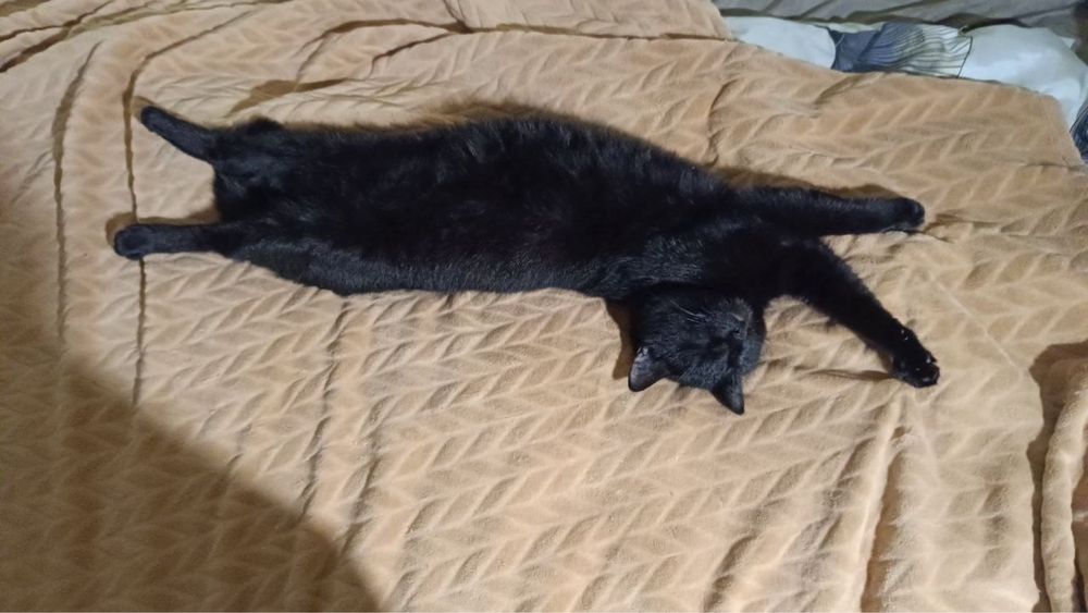 Отдадим котов в хорошие руки!