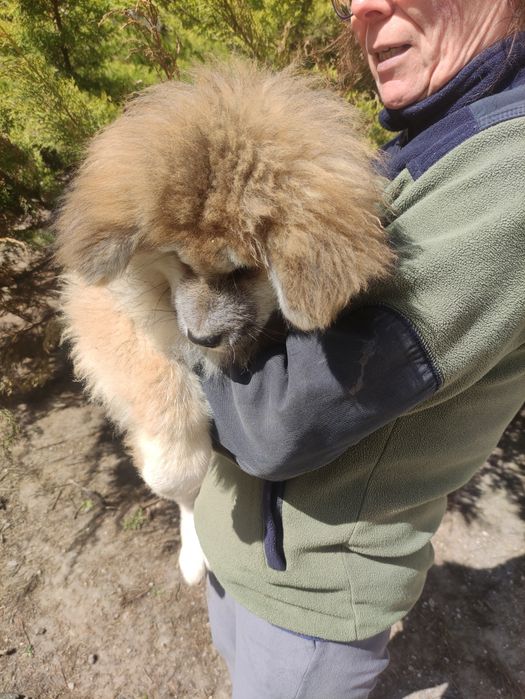 Akita Inu z rodowodem FCI