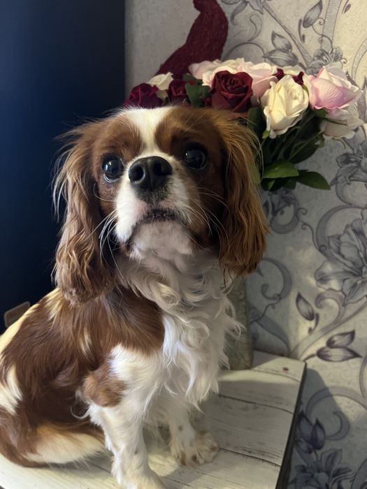 В’язка кавалер кінг чарльз спанієль