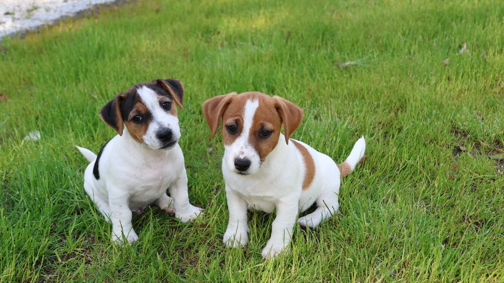 PIESEK  Jack Russell Terrier z hodowli "BREFIO"-do odbioru