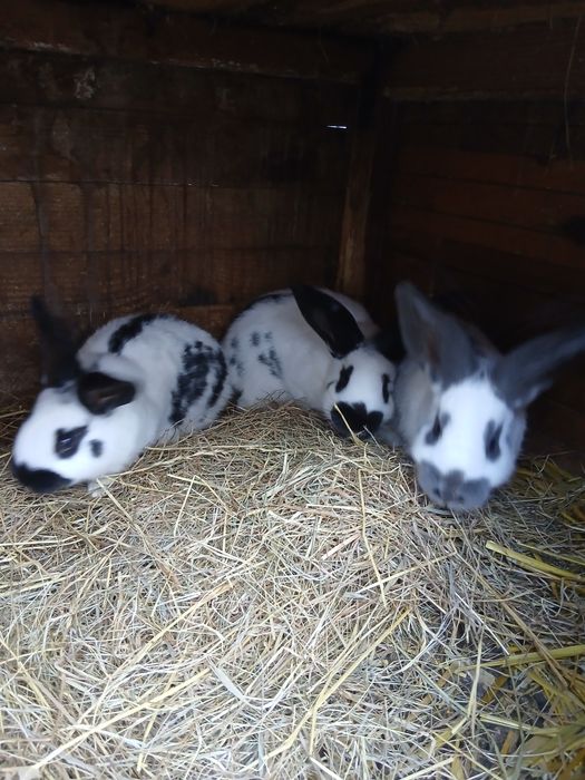 Króliki samce I samice