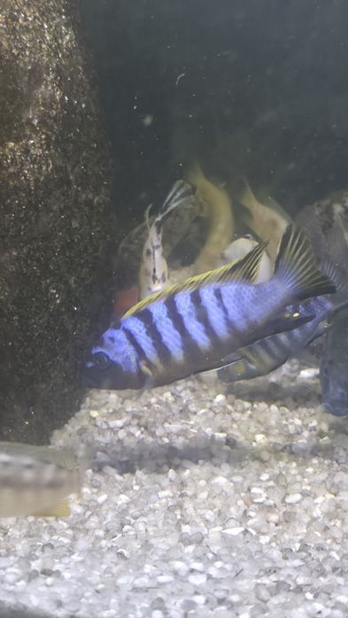 Casal Zebra Long Pelvic