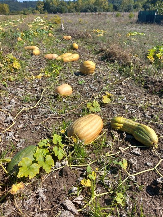 Abóbora menina caseira