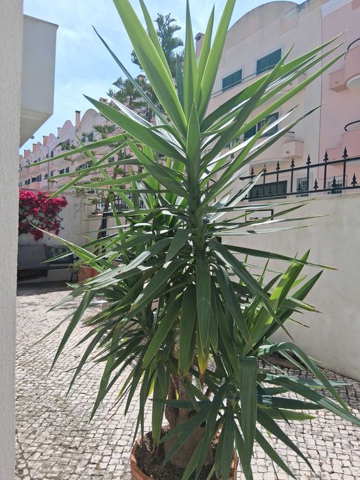 Yucca com 1.70 cms