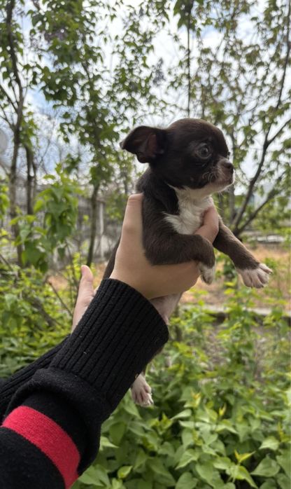 Мальчики чихуа хуа 2 мес