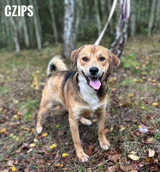 1, 5 roczny 10 kg Czips, lubi długie spacery, adopcja