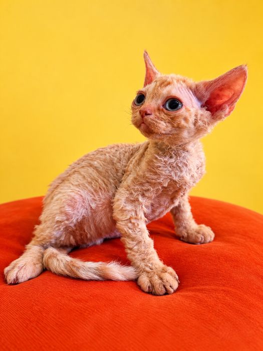 Piekny kocur  devon rex