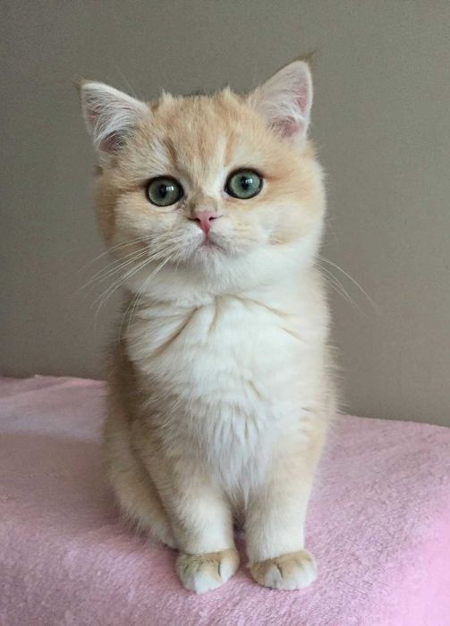 Kocurek, kolor niebieską złota szynszyla