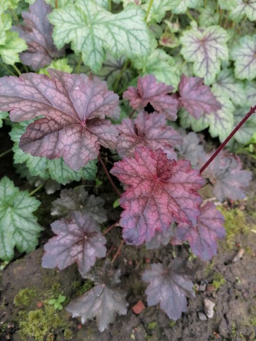 Гейхери (набір сортів)