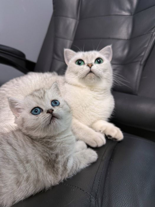 Шотландский котенок