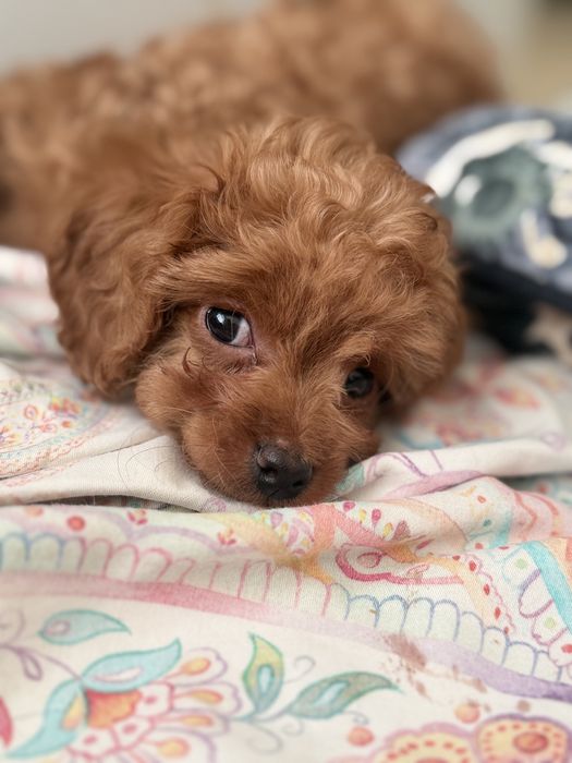 Малесенький диво хлопчик