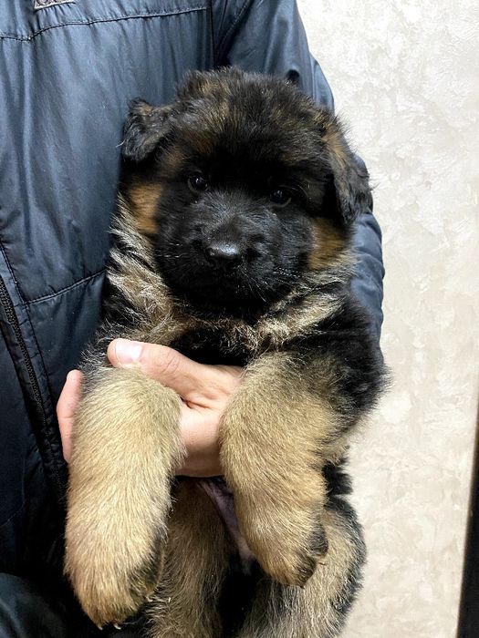 Довгошерстний хлопчик німецької вівчарки ТОП