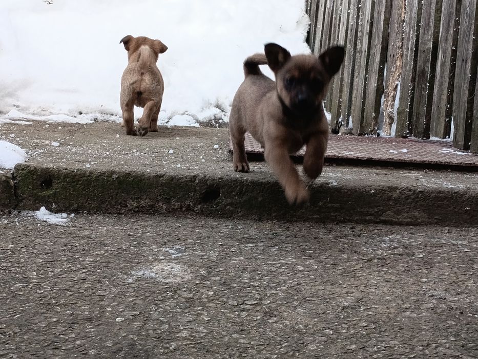 Małe pieski do oddania