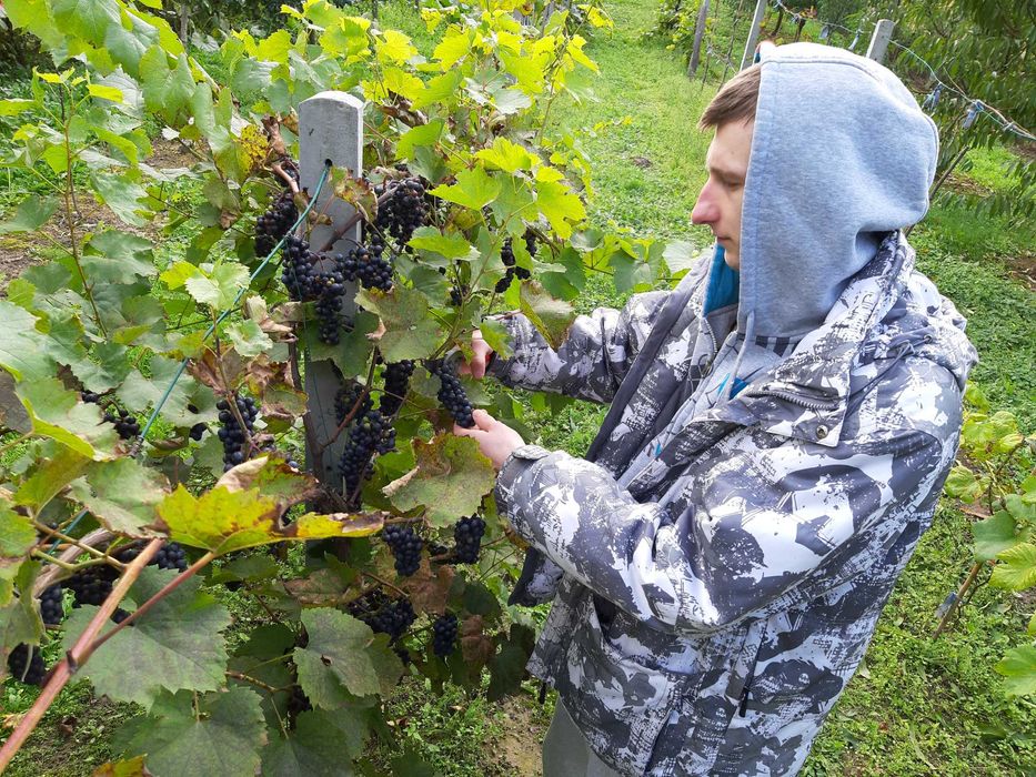 Dżem winogronowy BEZ DODATKU CUKRU domowy 190 gram