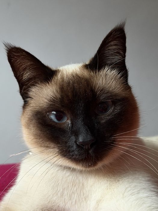 Gatinha esterlizada com um ano