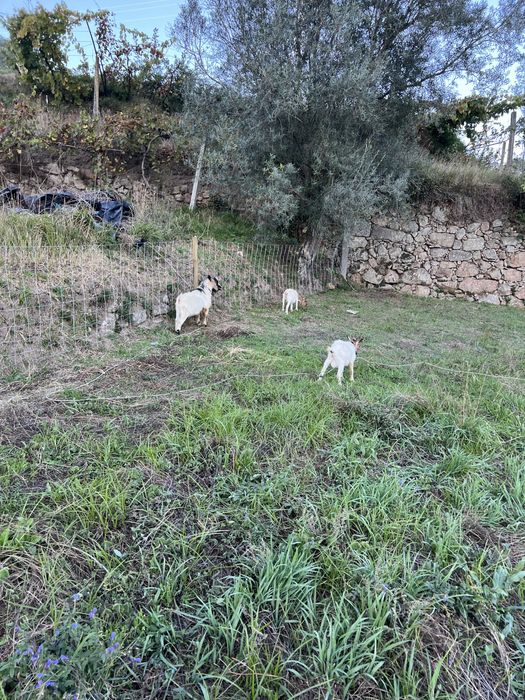 Cabras anãs para venda