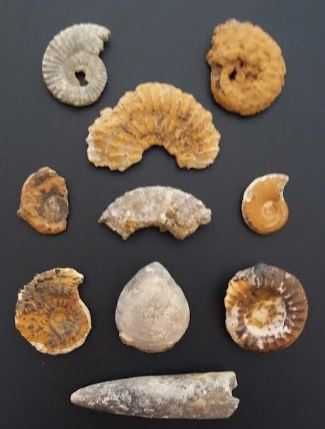 Lote de 10 Fósseis : Amonites, Belemnite, Gastrópode