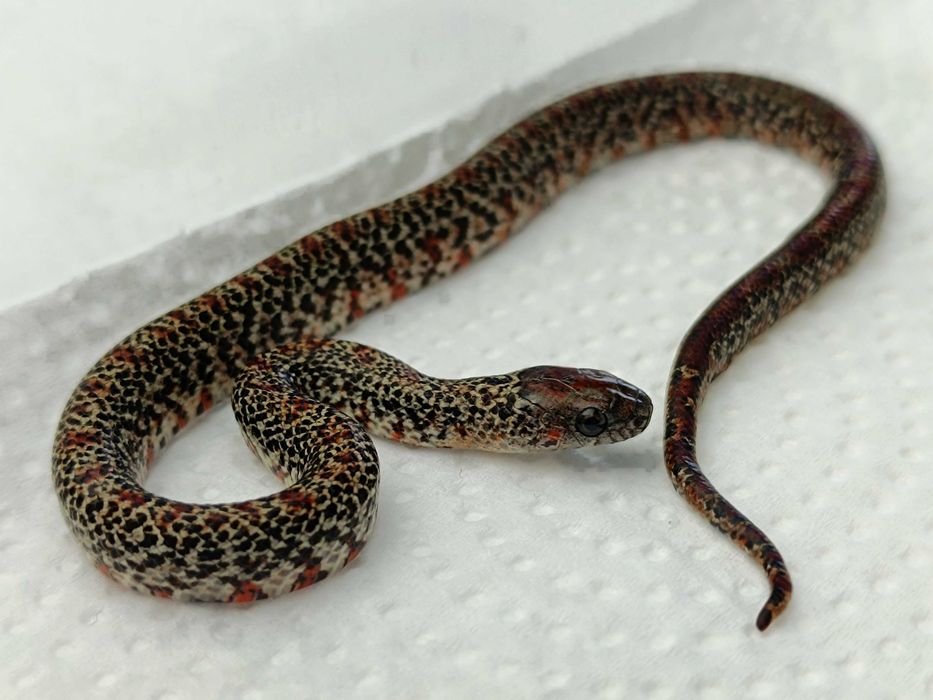 Lancetogłów meksykański / Lampropeltis mexicana / Samiec / Odmiana:  Ultragranit / ID: C9