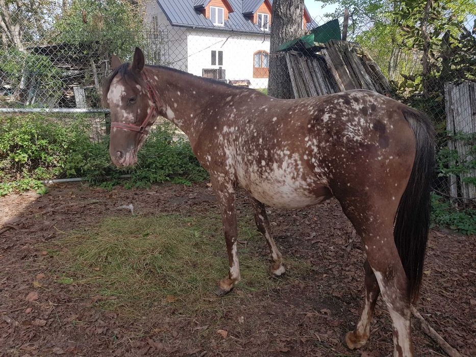 Sprzedam  taranta  1,5roku ogier surowy