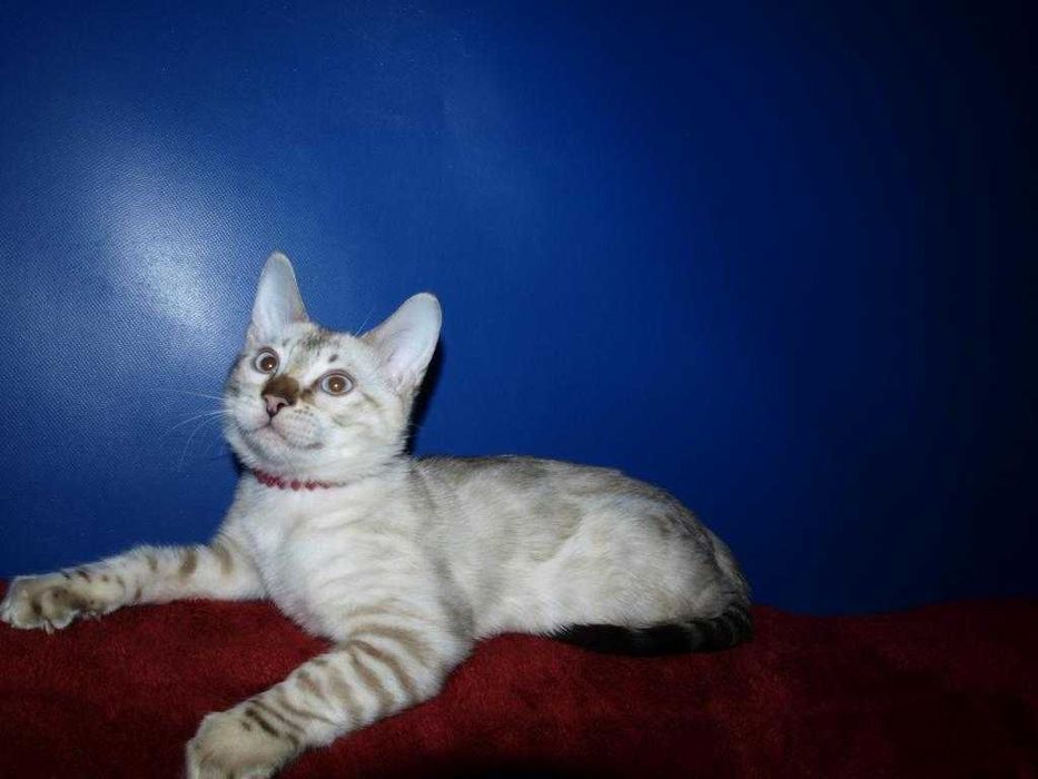 Распродажа. Девочка голубоглазая. Документы.