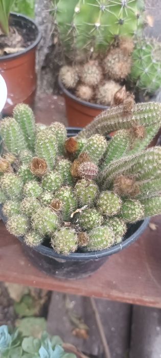 Хамецереус Сильвестра