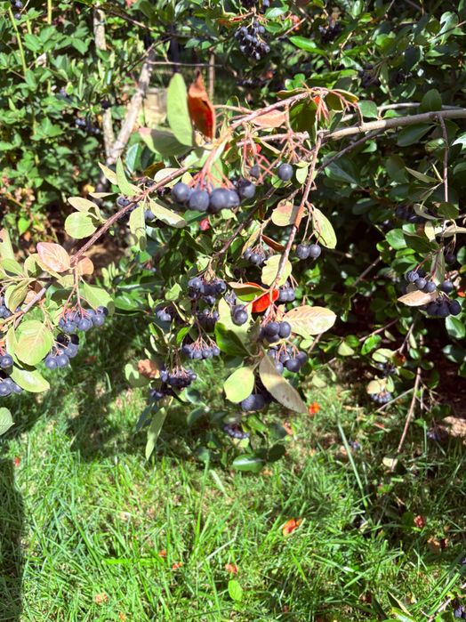 Owoce aronia 100% eko