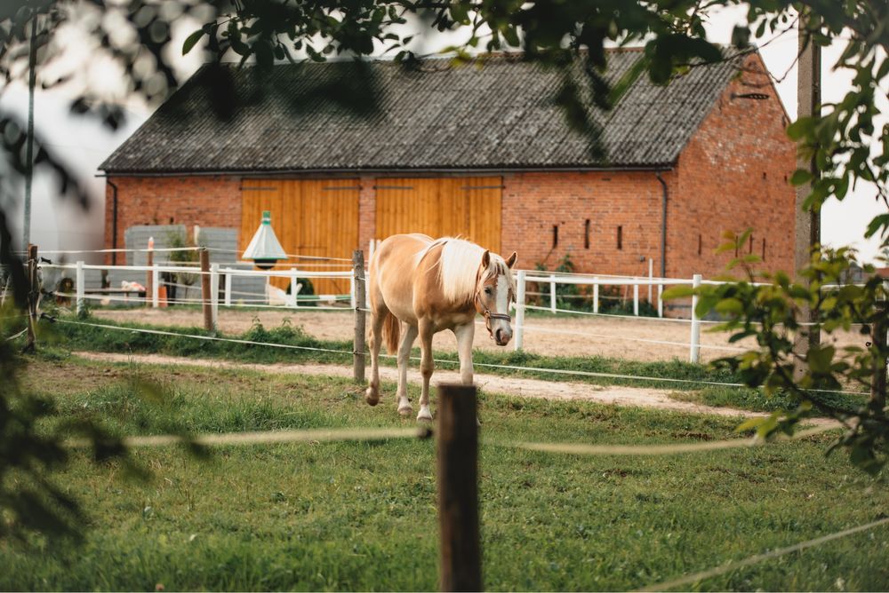 Na sprzedaz Haflinger - ogierek