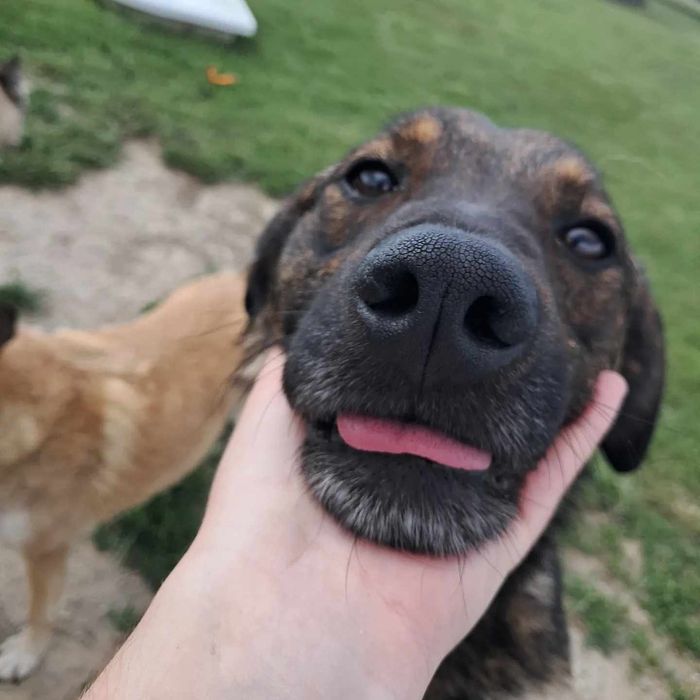 Do pilnej adopcji