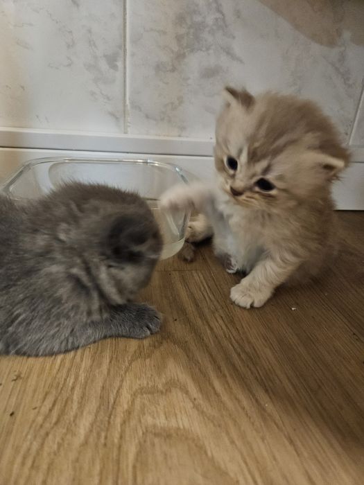 Scottish fold 2 meses