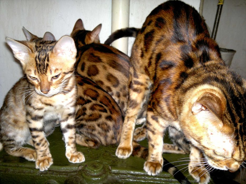 Яскраві бенгальські клубні кошенятка