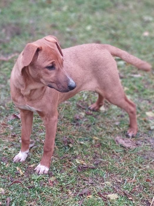 БЕЛОЧКА девочка 7  месяцев