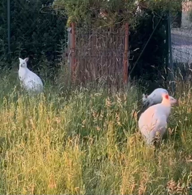 Kangur Kangury Walabia Benetta Biała Samica