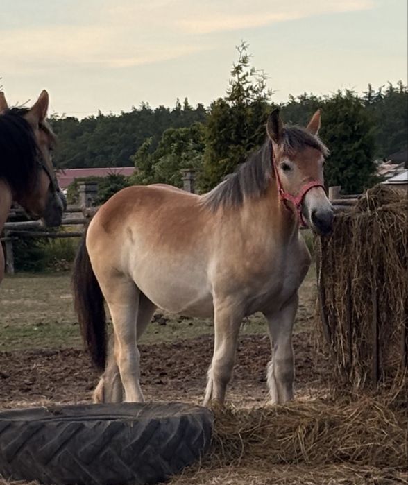 Sprzedam klacz zimnokrwistą