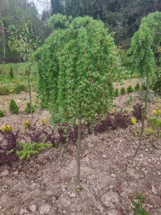 Modrzew szczepiony „Pendula” Kulisty