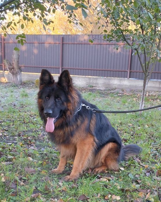 В'язка Німецької Вівчарки з документами КСУ