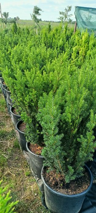 Cis Hicksi, Hilli  70 cm Hillii 110 cm