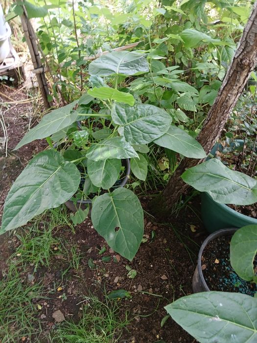 Tamarilho, tomateiro arvório, tomate maracujá, etc.