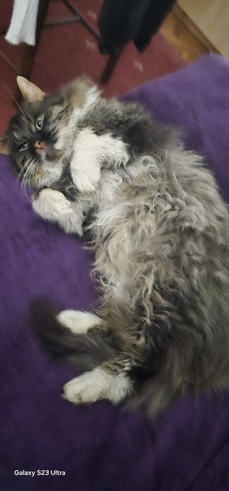 Kto zgubił kota,czeka na swego pana,marnuje się Robisze  dzikie