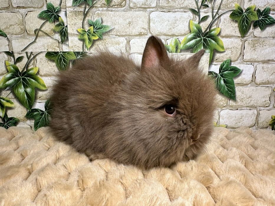 Króliczki miniaturki Karzełki Teddy