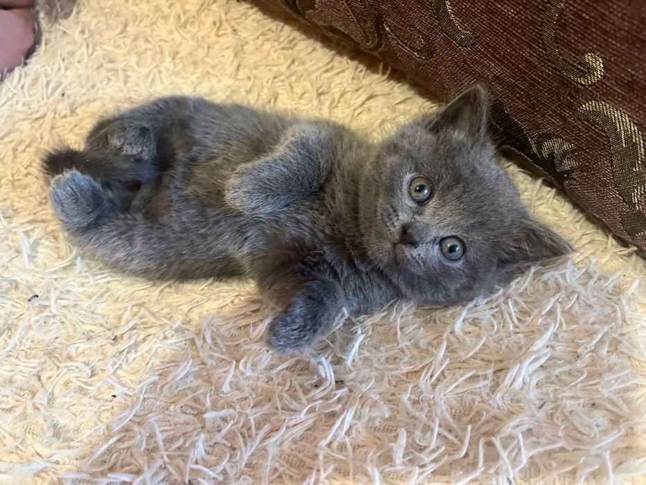 Шотландські кошенята