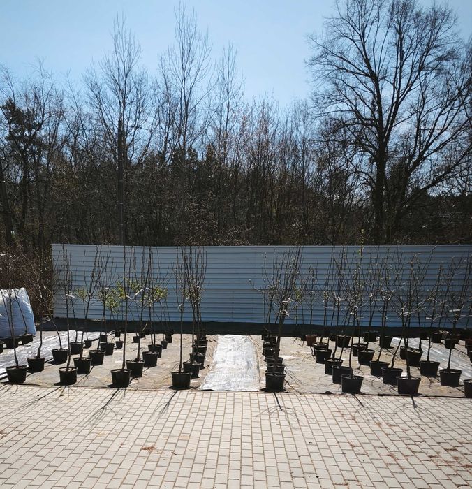 Drzewka i  Krzewy  Owocowe