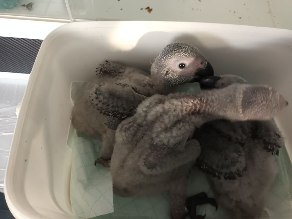 Casais reprodutores de cinzentos congo