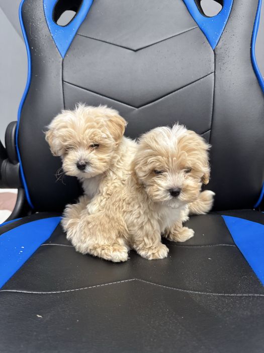 Хлопчик Майк. Мальтіпу ф1