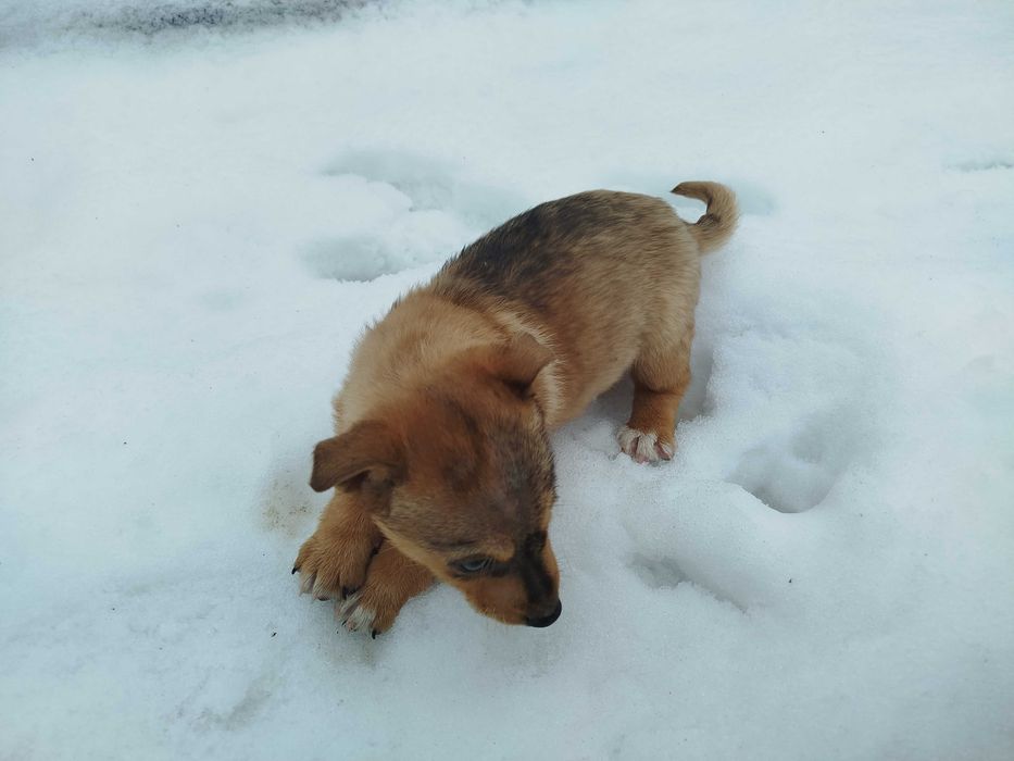 Цуценя в добрі руки