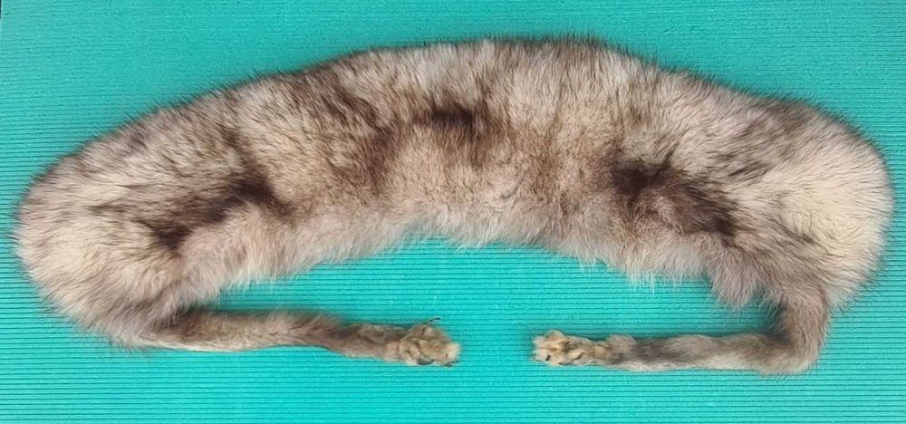 Kołnierz z lisa srebrnego z łapami wym. gab. ok.  62x12 cm, używany.