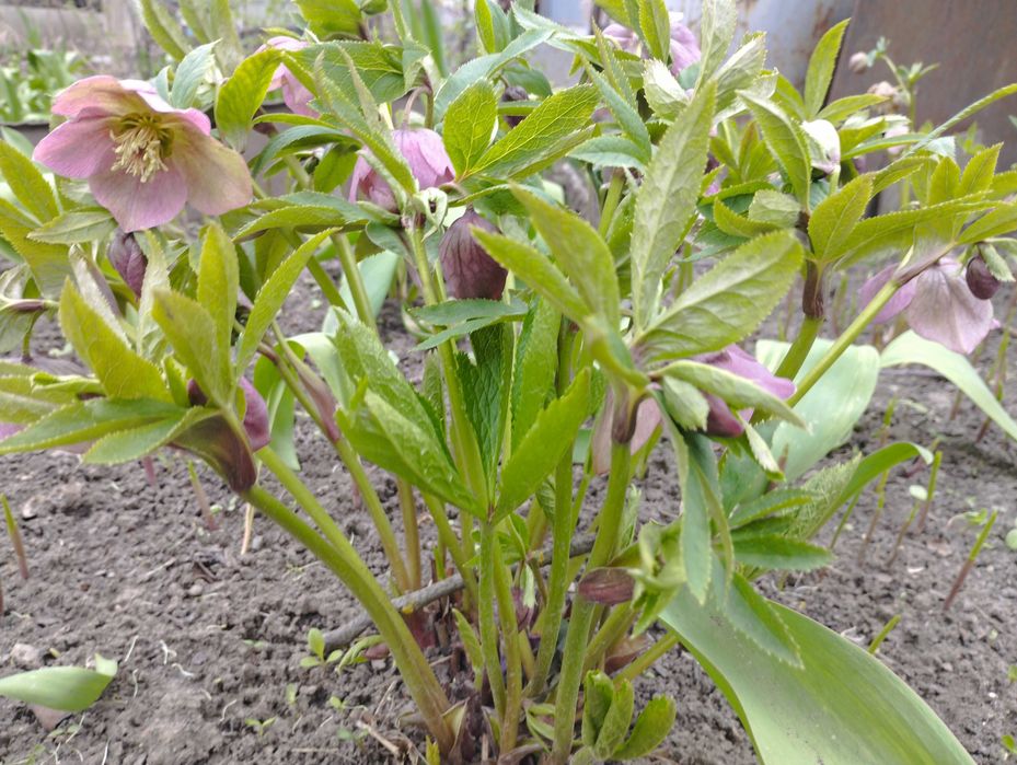 Рослини для відкритого грунту на присадибній ділянці.